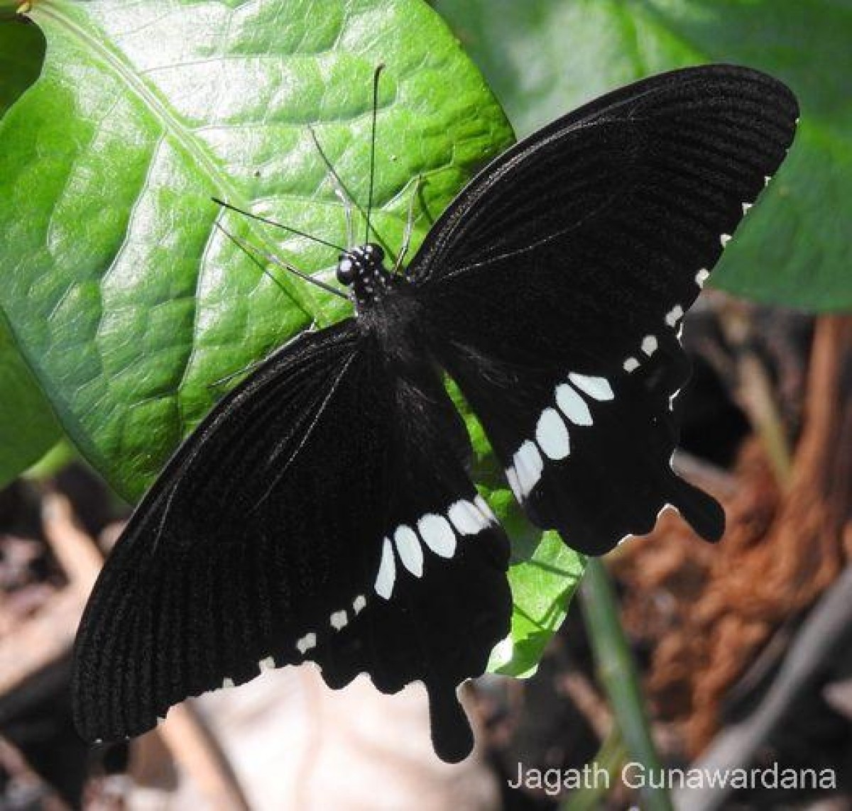 Papilio polytes Linnaeus, 1758